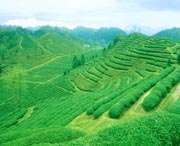 祁門(mén)今天天氣